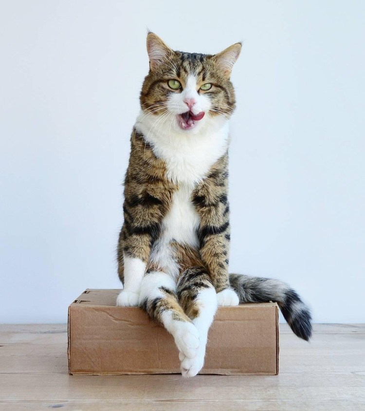 Харизматичная кошка