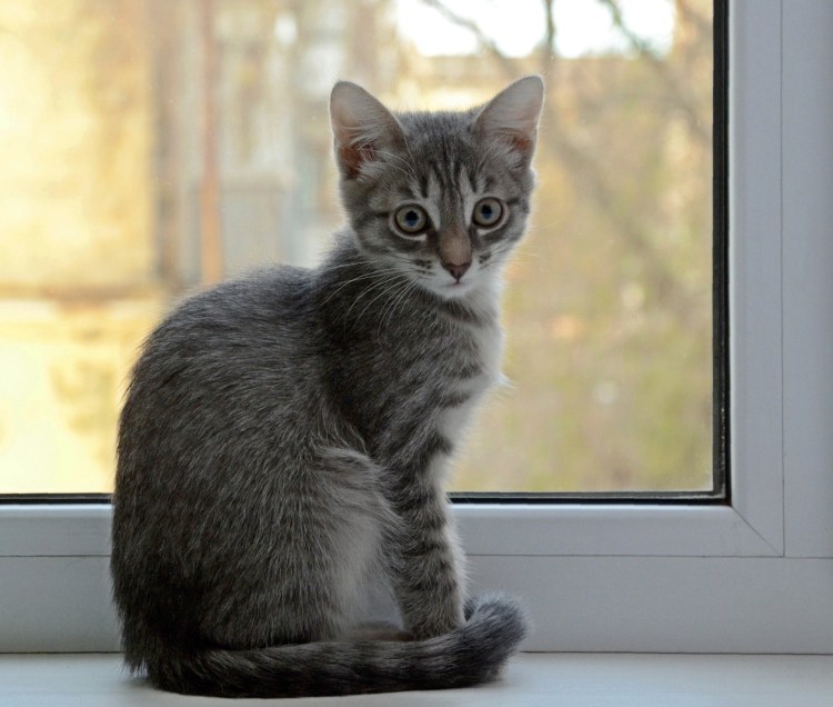 Котенок сидит