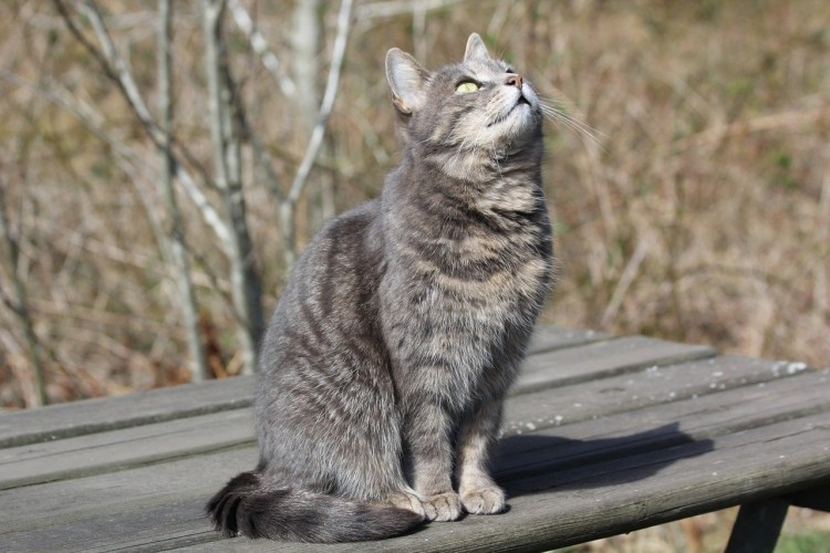 Сидячий кот