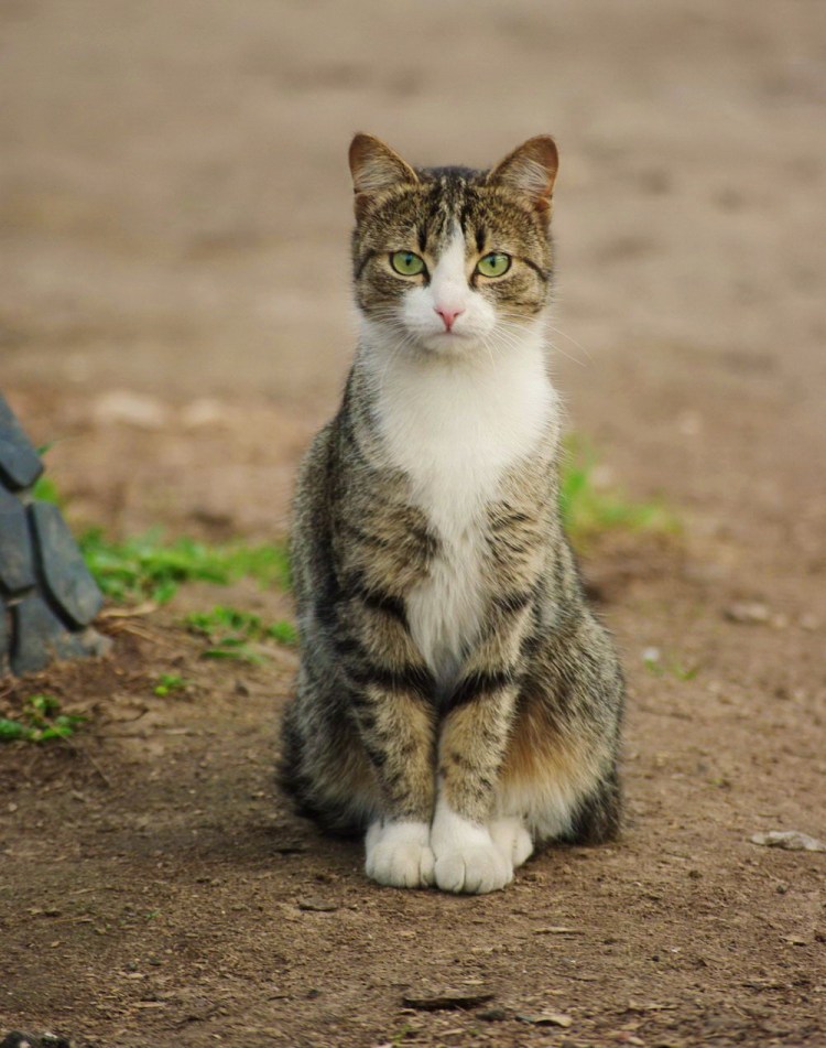 Дворовая беспородная кошка