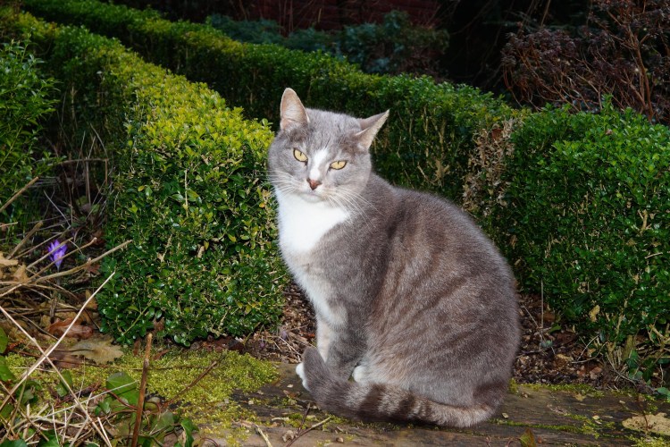 Анатолийский кот серый