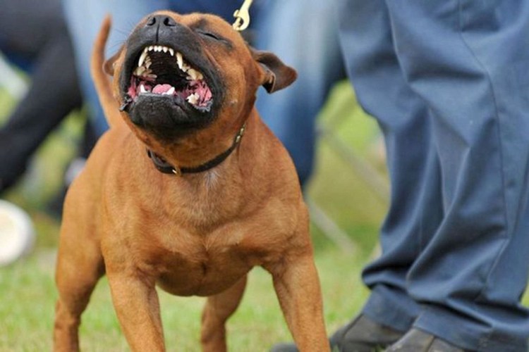 Стаффордширский бультерьер оскал