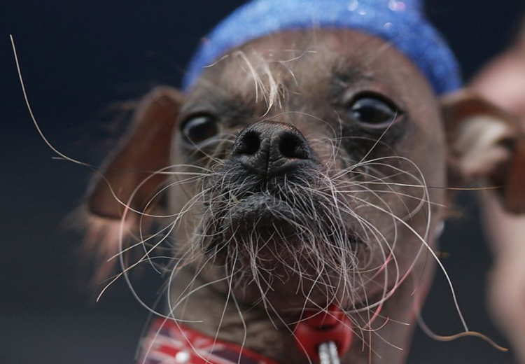 Усатая собака