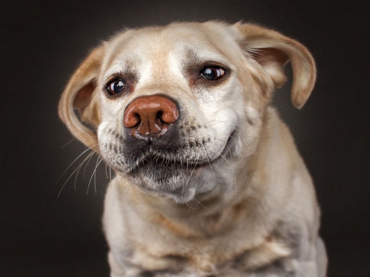 Смешные собаки