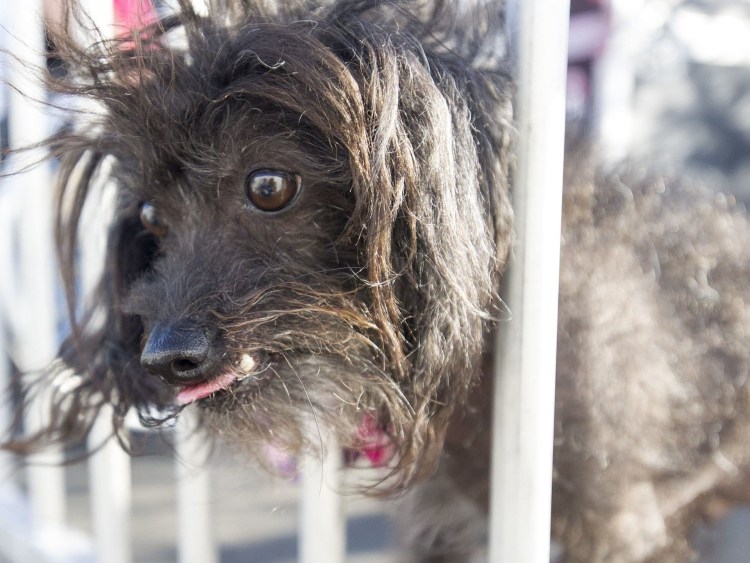 Самые уродливые собаки Квазимодо