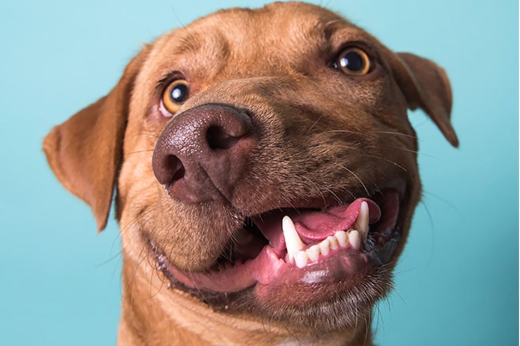 Морда собаки