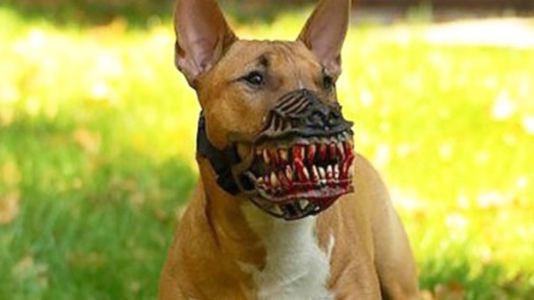 Страшный намордник для собаки