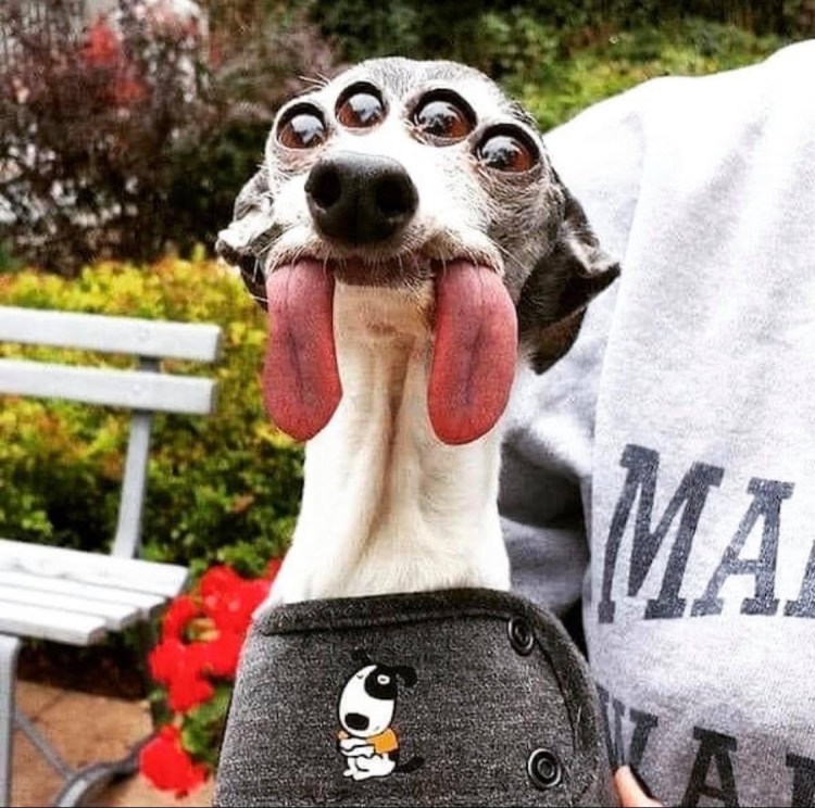 Прикольные собаки