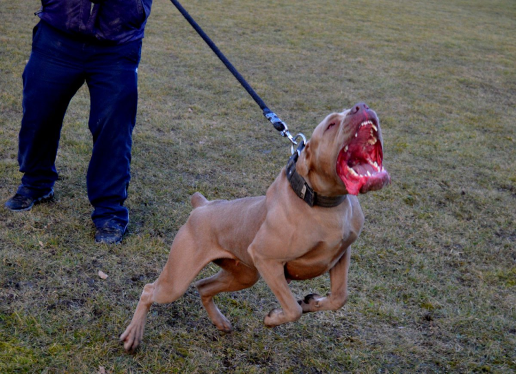 Американский бандог терьер злой