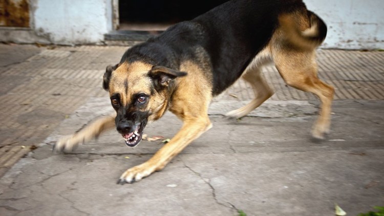 Злая собака дворняга