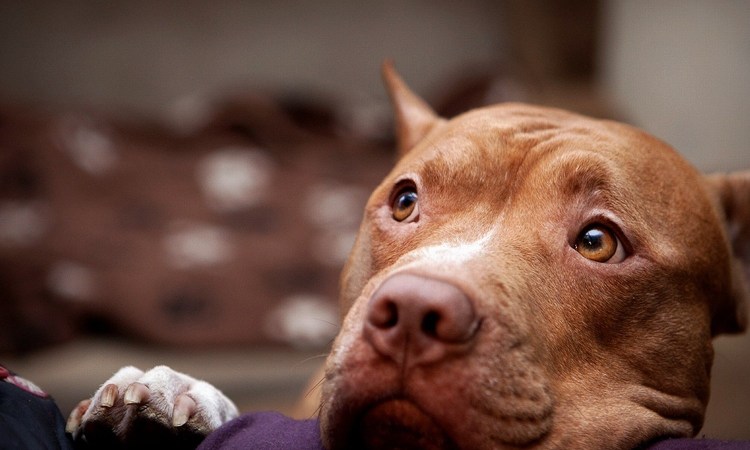 Мой питбуль