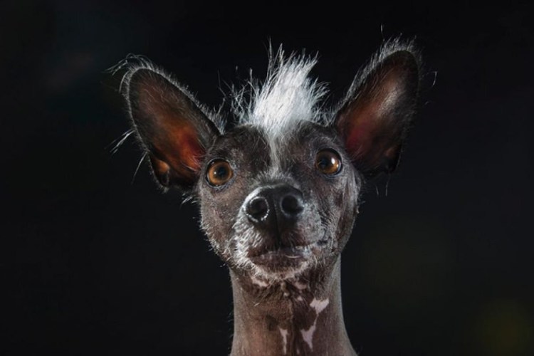 Мексиканская хохлатая собачка