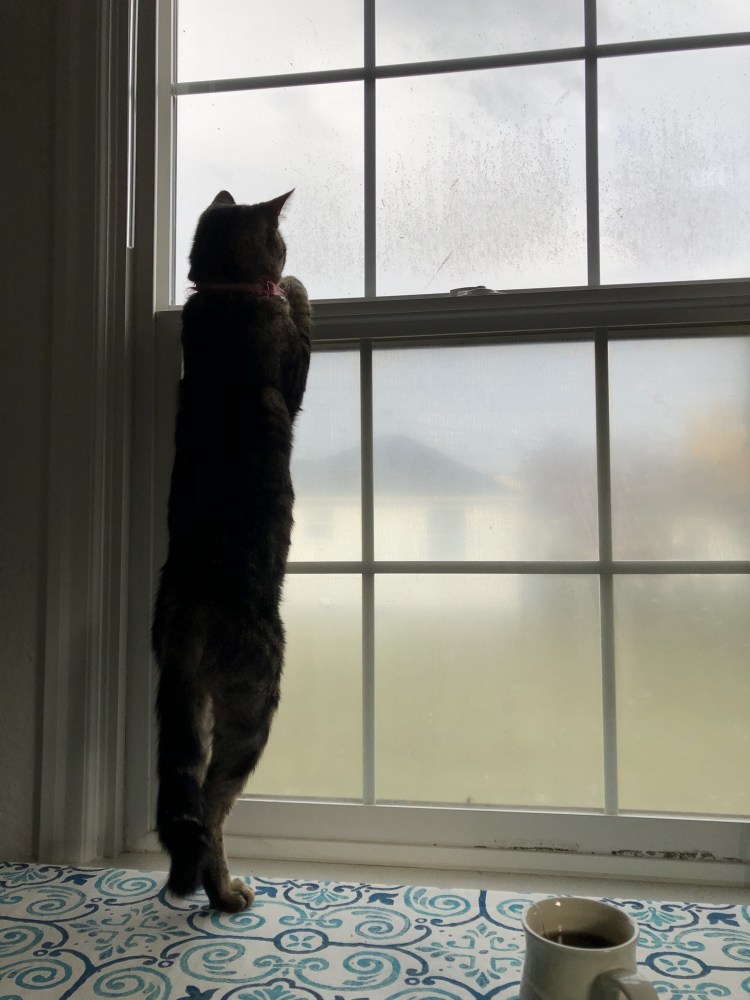 Кошечка около окна