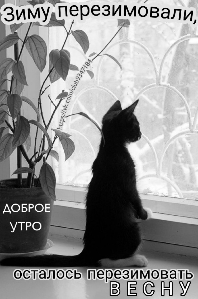 Котенок у окна