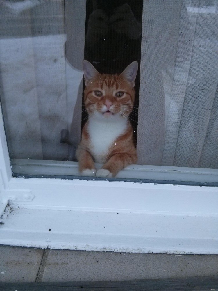 Ждущие животные