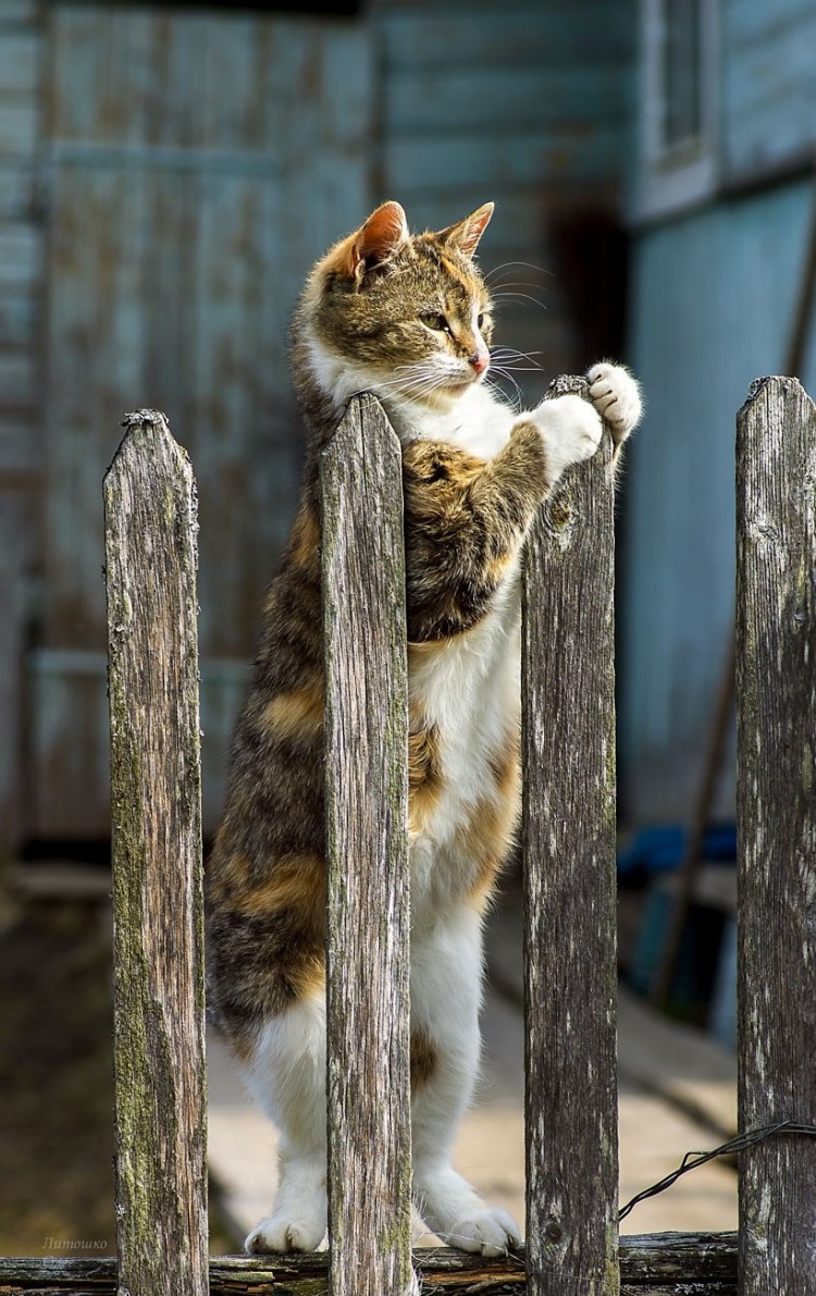 Коты сидят на заборе