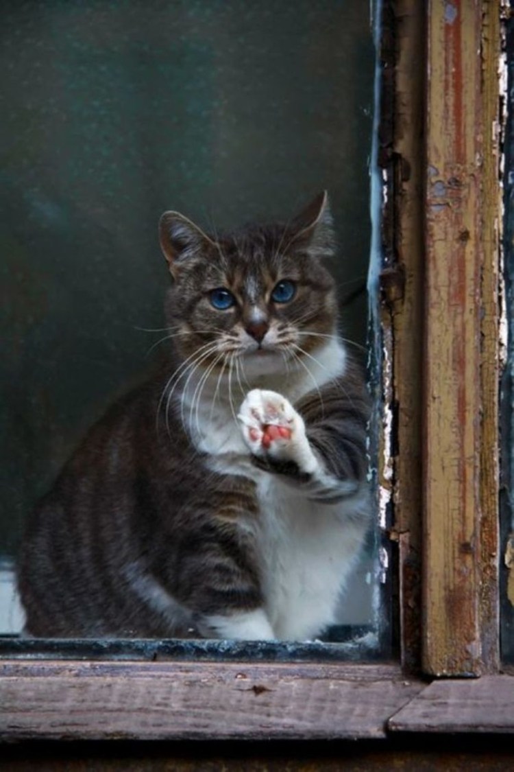 Кошки на окошке