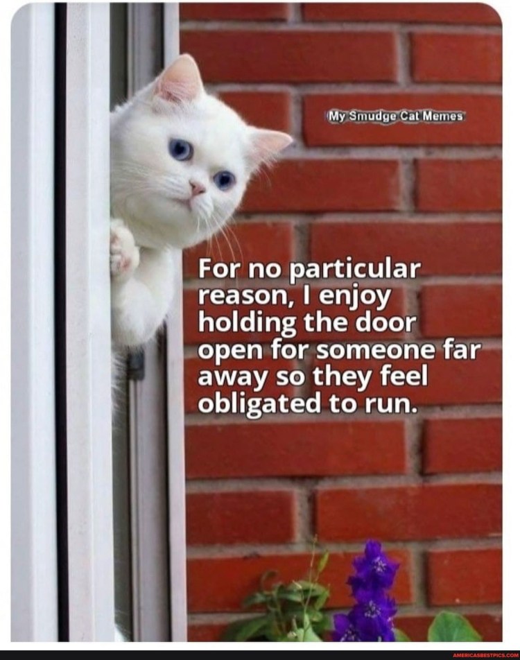 Кот ждет у окна