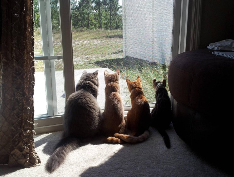 Кошка ждет хозяина