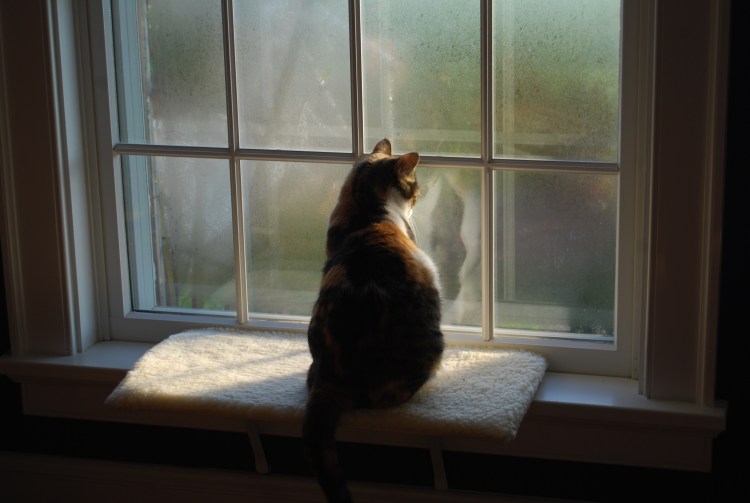 Кот на окне
