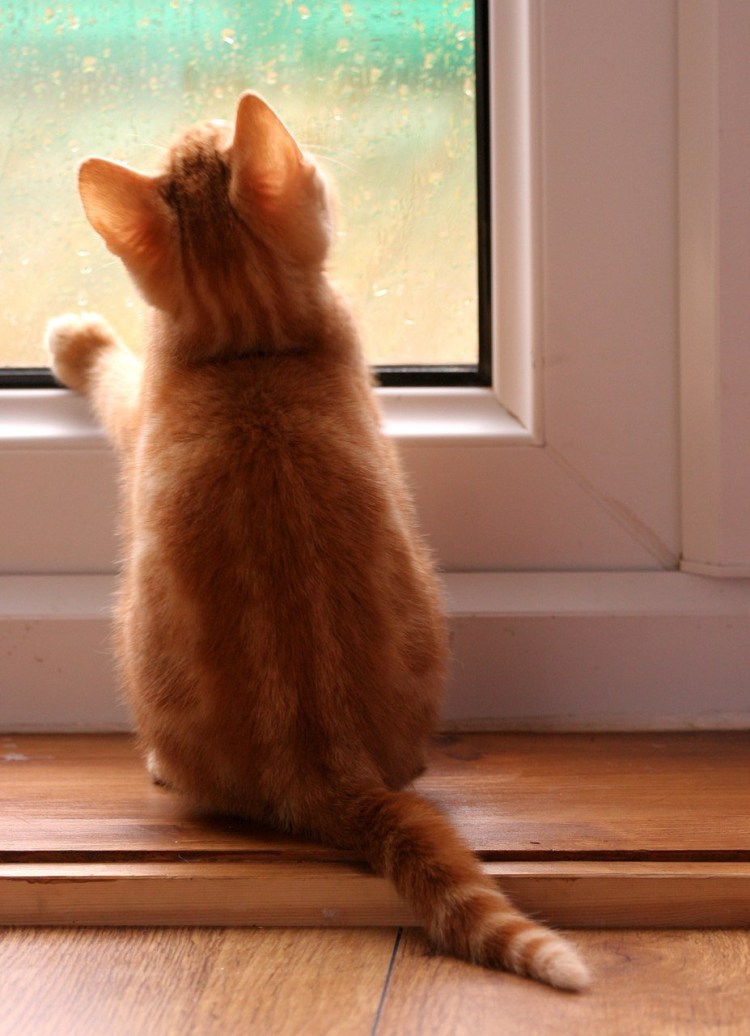 Рыжий кот на окне