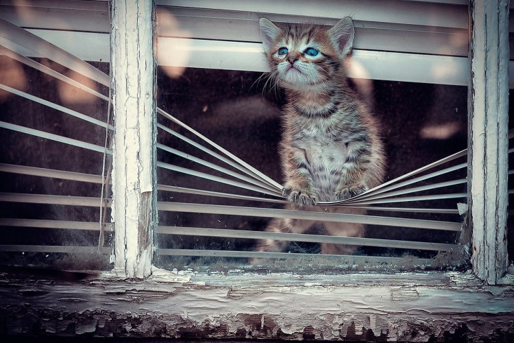 Котенок ждет