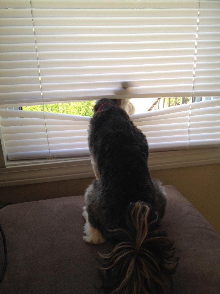 Животные ждут хозяев