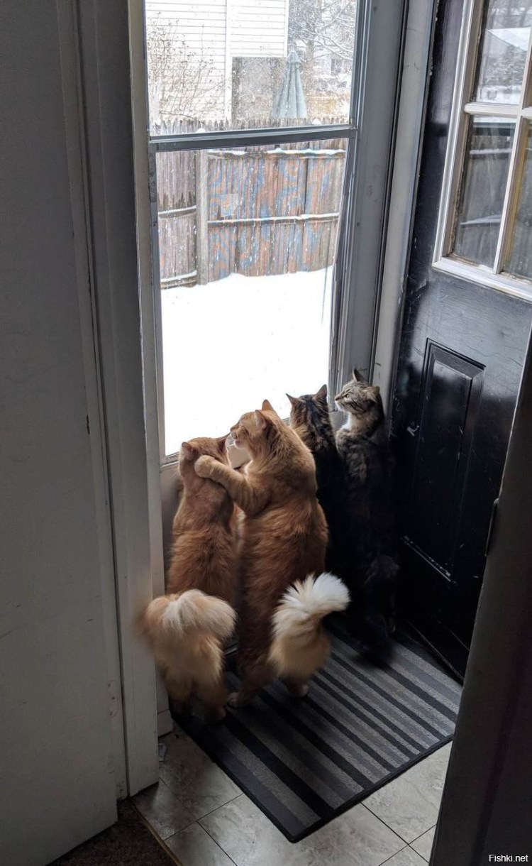 Кошка ждет хозяина