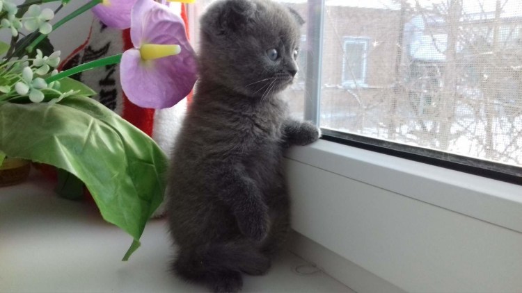 Котенок ждет у окна