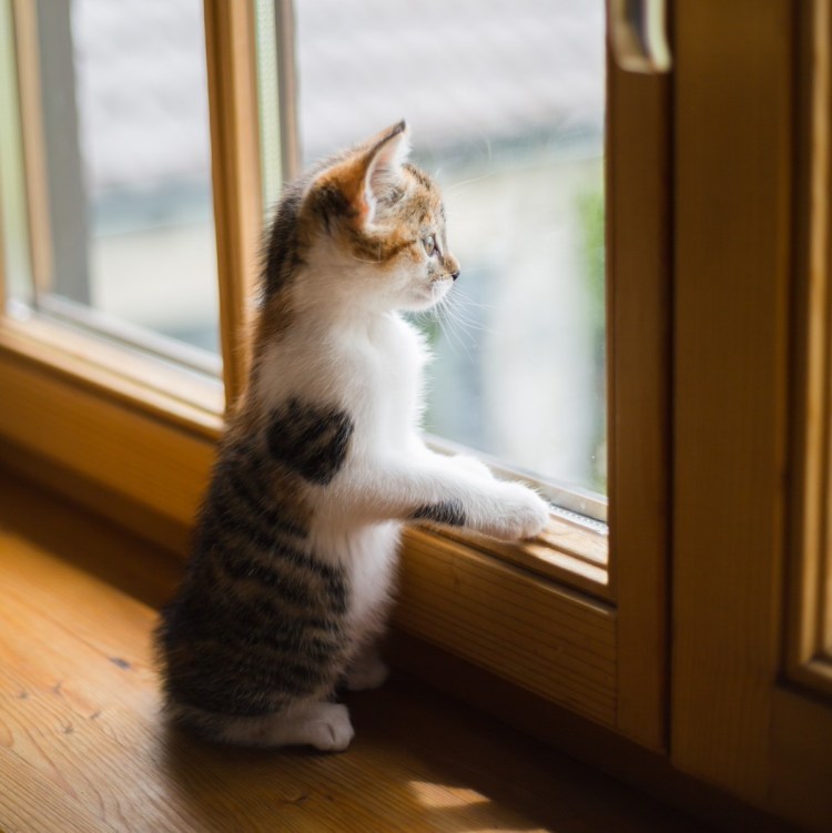 Трёхцветная кошка на подоконнике