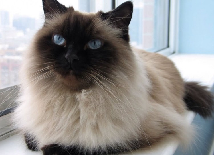 Невская гималайская Сиамская кошка