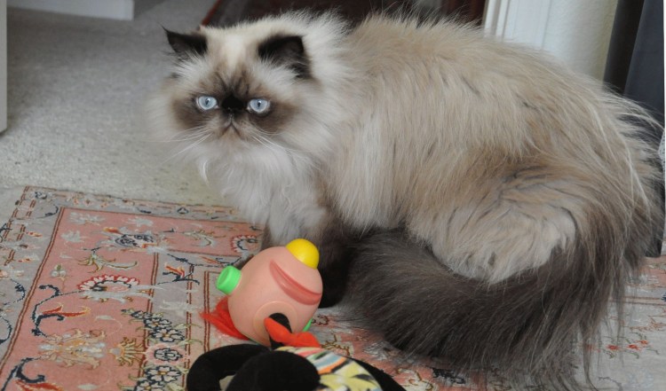 Невская маскарадная кошка метис