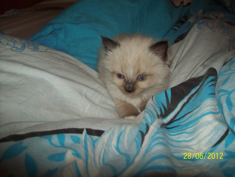 Персидский кот смесь