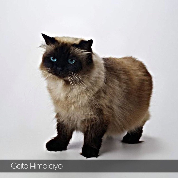 Сиамско Персидская кошка