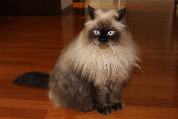 Сибирская кошка гималайская