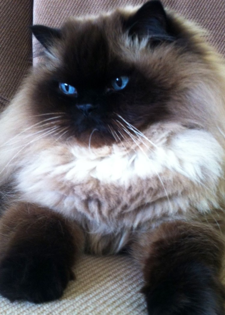 Гималайский перс колор Пойнт