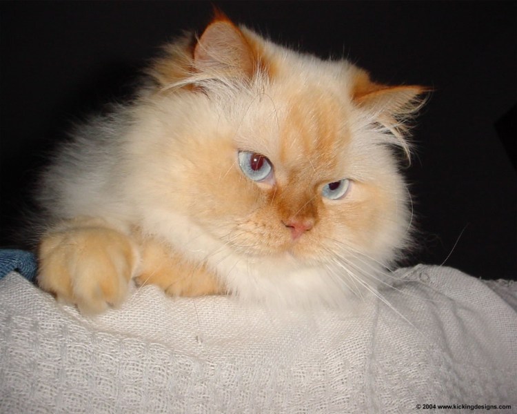 Бирманская кошка