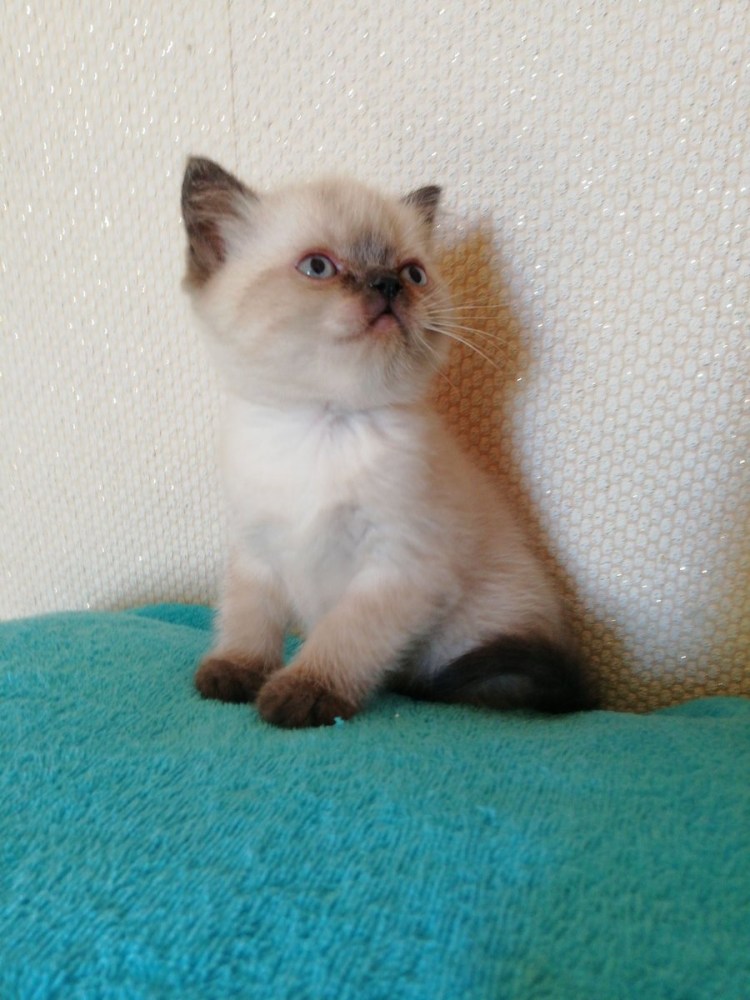 Помесь сиамской и персидской кошки