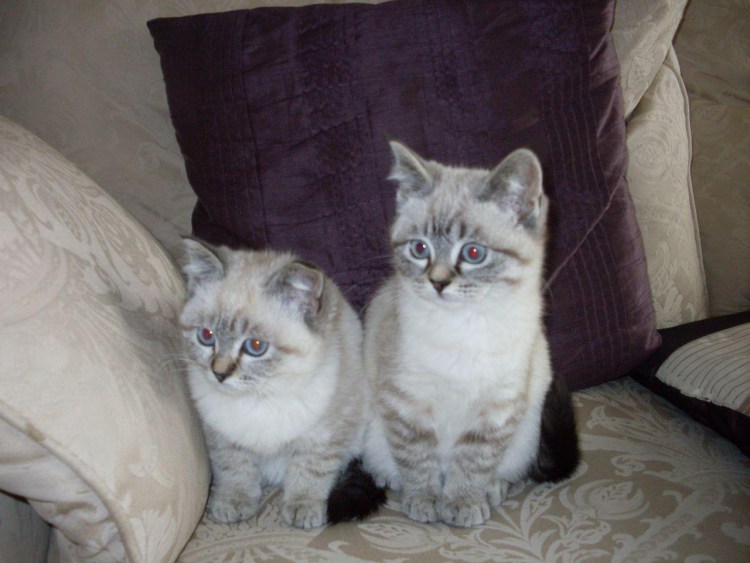 Гималайский персидский кот сиамский