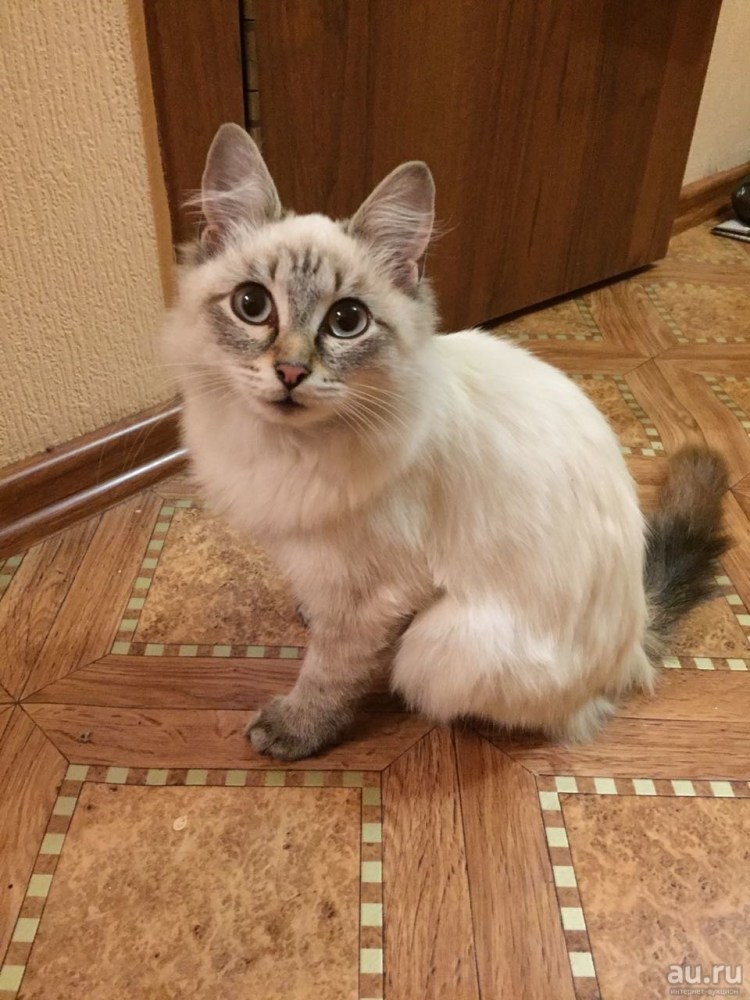 Длинношерстный Гималайский кот