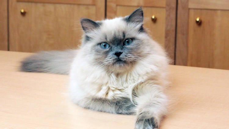 Гималайский перс колор Пойнт