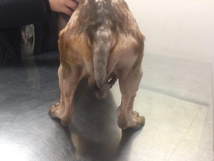 Животик померанского шпица