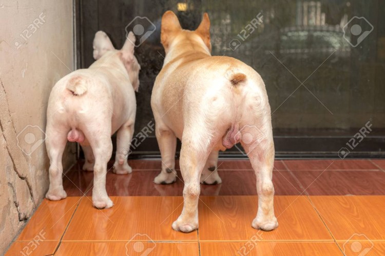 Плюсы кастрации животных