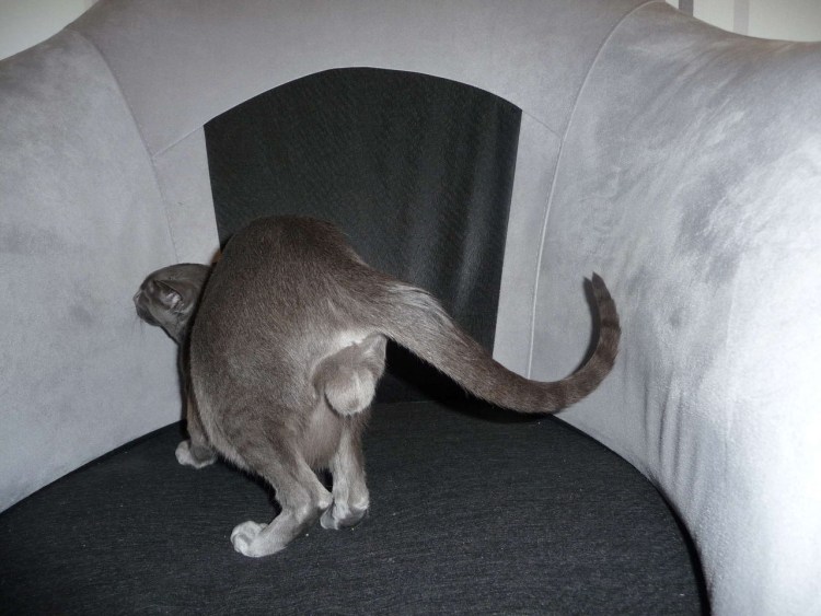 Параинальные железыу собак