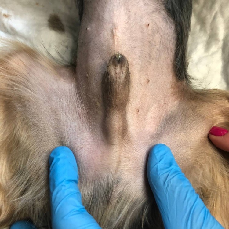 Зубы померанского шпица в 8 месяцев