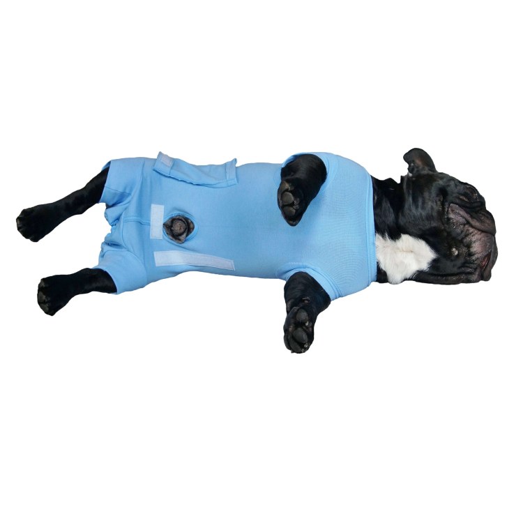 Наружные половые органы собаки