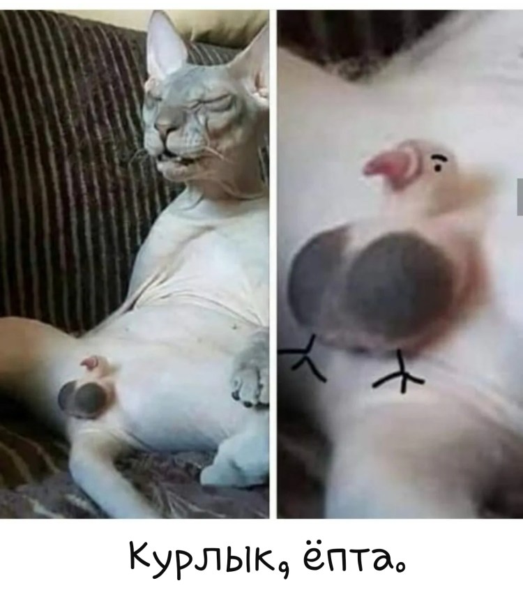Кошка стилизация