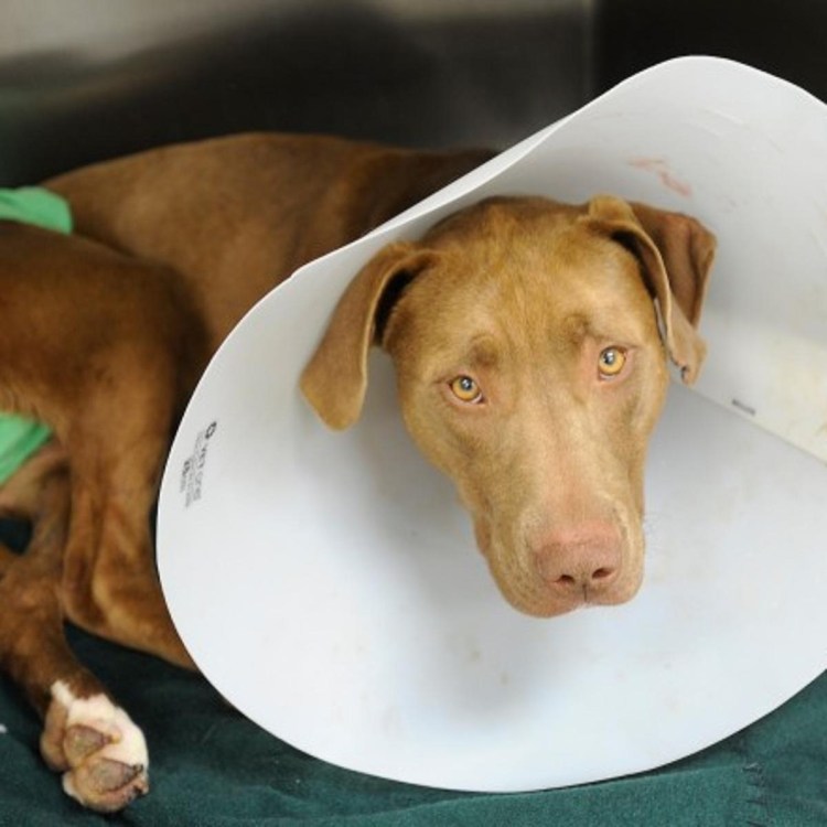 Серома у собаки после операции