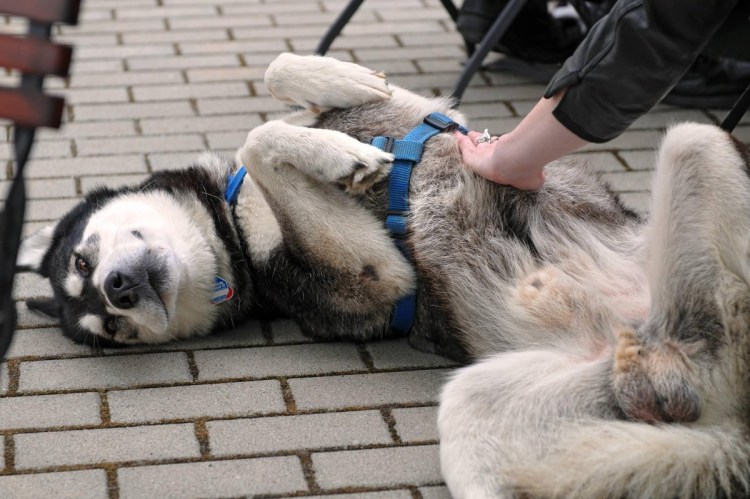 Яички французского бульдога