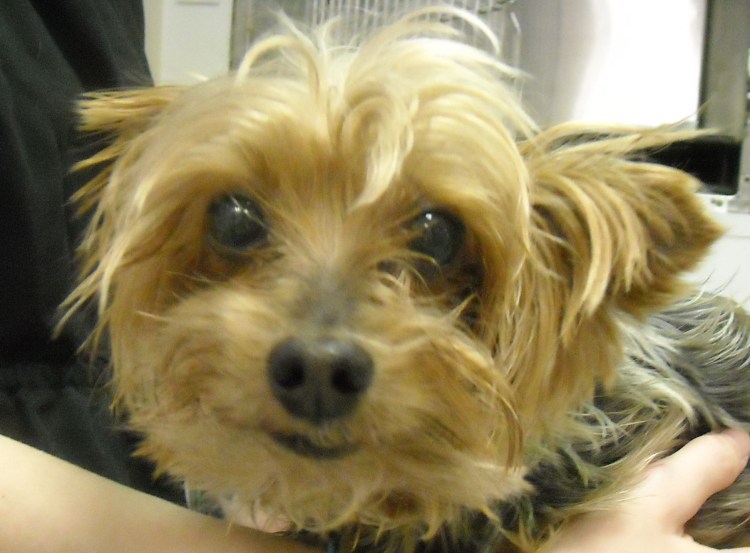 Блошиный дерматит у йоркширских терьеров